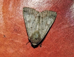 Pandesma