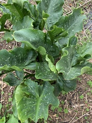 Zantedeschia