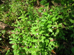 Teucrium scordium
