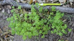 Oxalis laxa