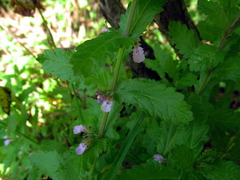 Teucrium scordium