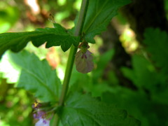 Teucrium scordium