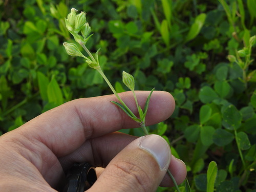 Image of Silene apetala by (c) Duarte Frade, some rights reserved (CC BY)
