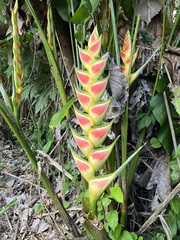 Heliconia wagneriana image
