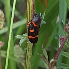 Cercopis intermedia