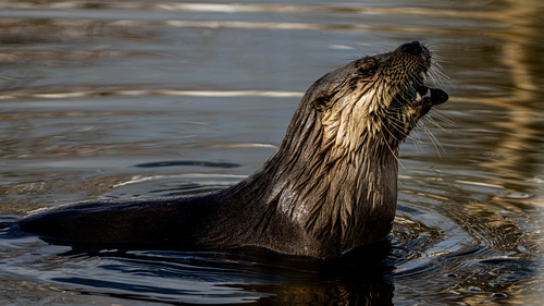 North American River Otter photographed in Maryland