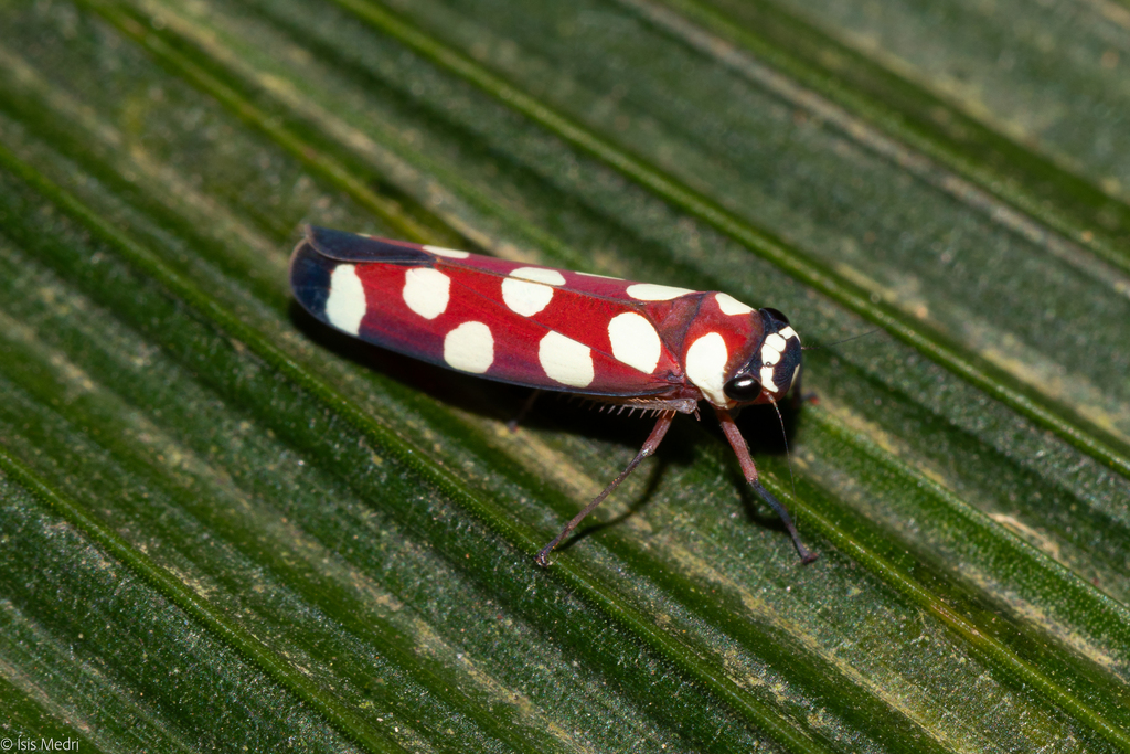 Amblyscartidia pardaliota