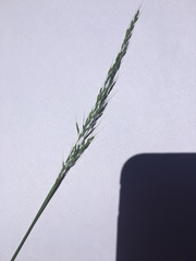 Limnodea arkansana