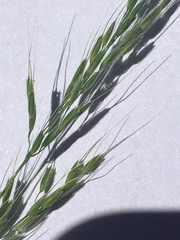 Limnodea arkansana