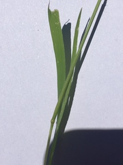 Limnodea arkansana
