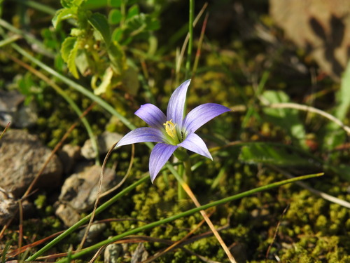 Image of Romulea ramiflora by (c) Duarte Frade, some rights reserved (CC BY)