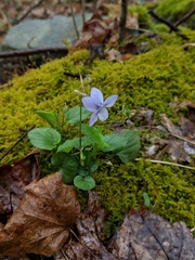 Viola rostrata