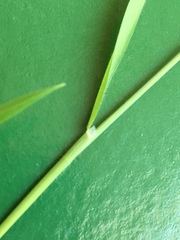 Limnodea arkansana