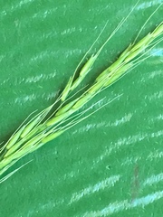 Limnodea arkansana
