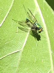 Condylostylus comatus