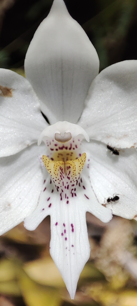 Caularthron bicornutum