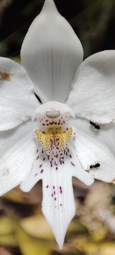 Virgin Mary Orchid (Caularthron bicornutum)