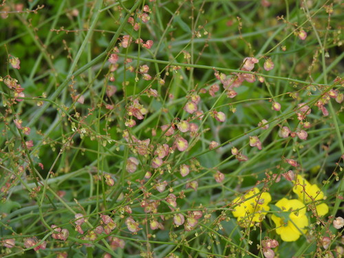 Image of Rumex induratus by (c) Duarte Frade, some rights reserved (CC BY)