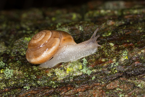Strawberry Snail