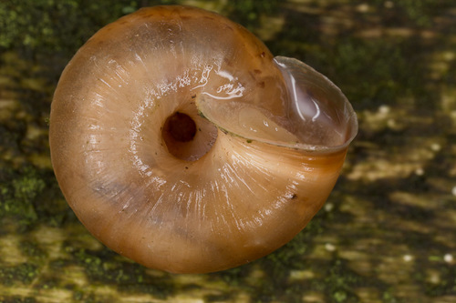 Strawberry Snail