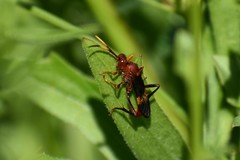 Trogomorpha arrogans