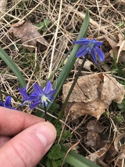 Scilla siberica