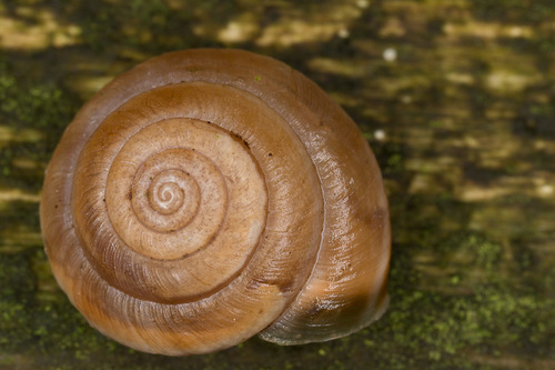 Strawberry Snail