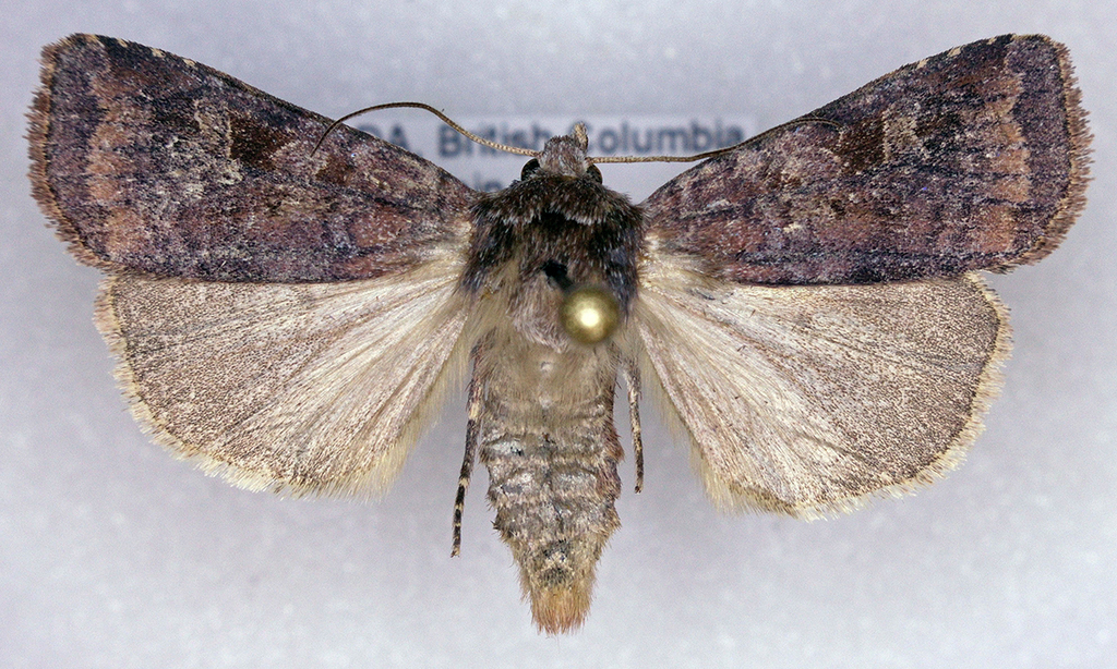 Freeman's Dart