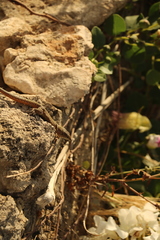 Podarcis filfolensis maltensis