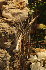 Podarcis filfolensis maltensis