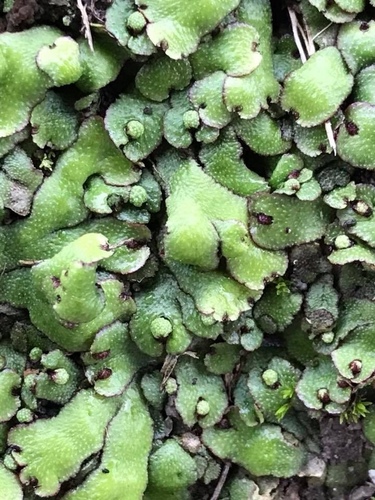 Reboulia hemisphaerica ssp. orientalis