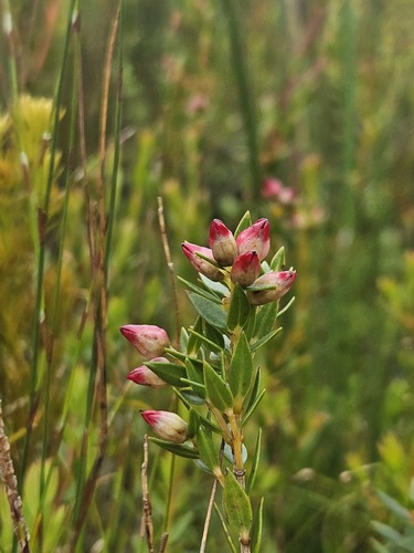 Langeberg Wingstyle (Stylapterus dubius)