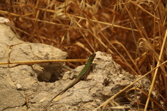 Podarcis filfolensis maltensis