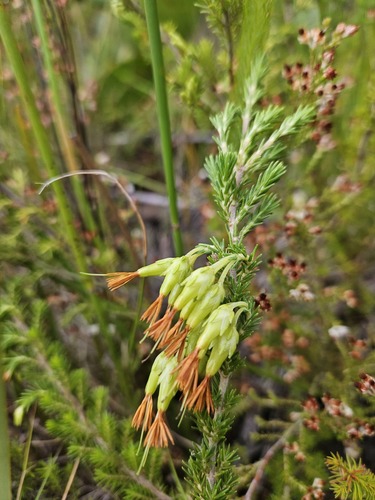 Common Middle Heath (Erica intermedia)