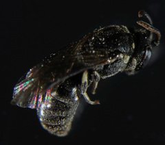 Hylaeus