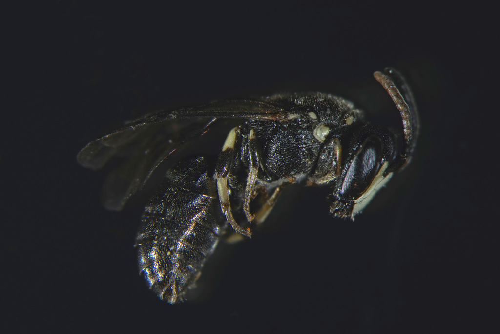 Narrowed Masked Bee