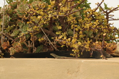 Podarcis filfolensis maltensis
