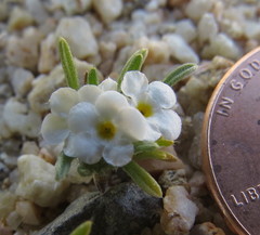 Greeneocharis similis