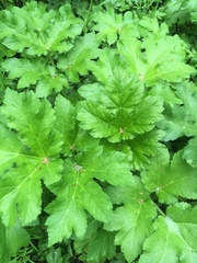 Tordylieae