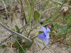 Viola canina
