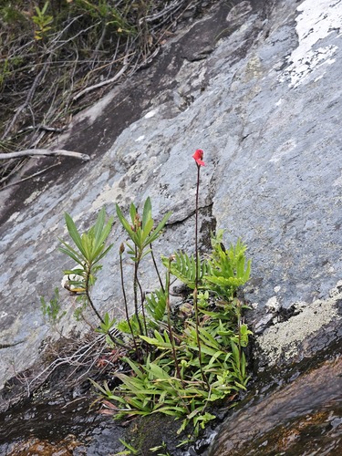 Cardinal Disa (Disa cardinalis)