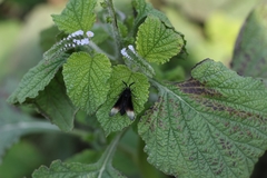 Myrmecopsis strigosa
