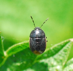 Legnotus limbosus