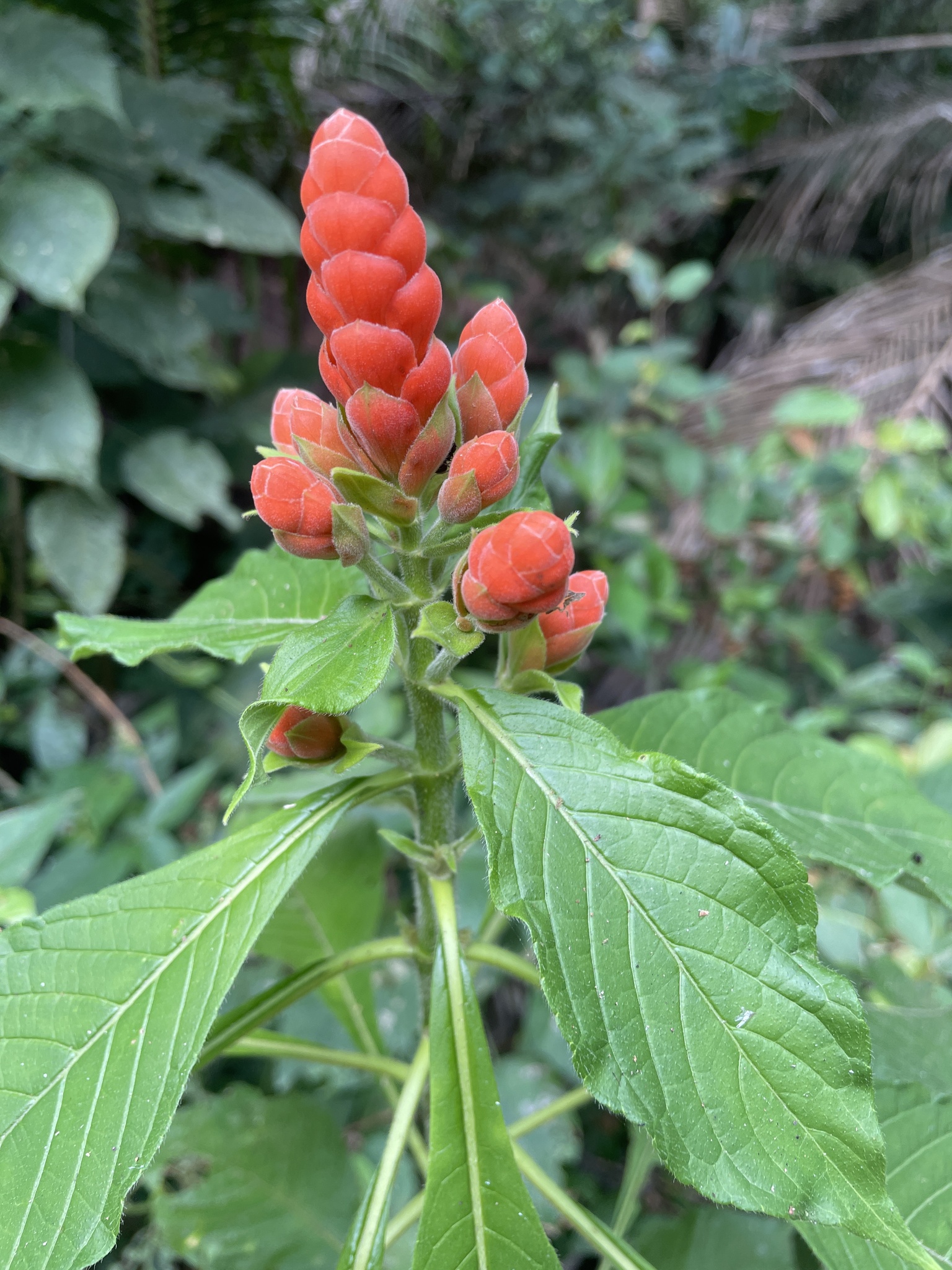 Imagem de Camarão-vermelho