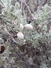 Rhopalomyia hirtipomum