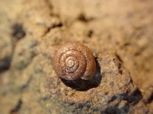 Retinella circumsessa