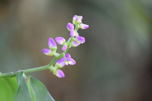 Image of Dichorisandra hexandra by (c) veronica, some rights reserved (CC BY-SA)