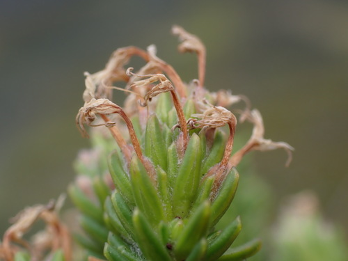 Image of Stilbe gymnopharyngia by (c) Ren Hoekstra, some rights reserved (CC BY)
