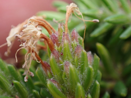 Image of Stilbe gymnopharyngia by (c) Ren Hoekstra, some rights reserved (CC BY)