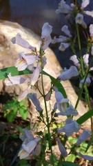 Penstemon laxiflorus